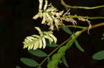 Canadian milkvetch